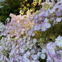 朝日を浴びる雲南桜草 3月30日朝、塀の...