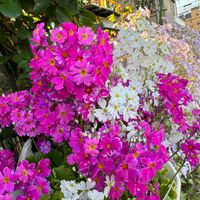 朝日を浴びるメラコイディスと雲南桜草 ...