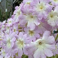 雲南桜草 3月5日午後５時過ぎ 雨が少し...