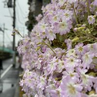 雪の重みにも耐えて 塀の吊り鉢の雲南桜...