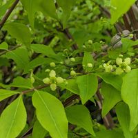 ニシキギが開花