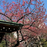 寒緋桜 荏原神社