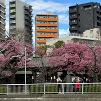 寒緋桜 荏原神社