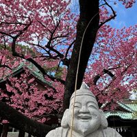 寒緋桜 荏原神社