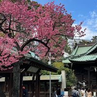 寒緋桜 荏原神社