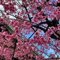 寒緋桜 荏原神社