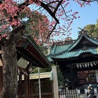 寒緋桜 荏原神社