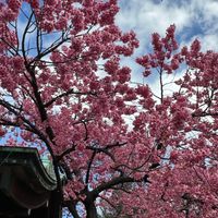 寒緋桜 荏原神社