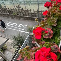 赤いゼラニウムと犬の散歩をする人 ３月...