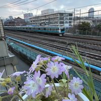 雲南桜草と通勤電車 午前6時30分の朝焼...