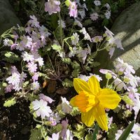 午後の水仙と雲南桜草 庭の花 3月27日午...