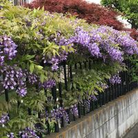 散歩🚶‍♂️の途中で  フジの花と、ツツジ...