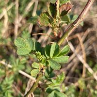 野バラのやわらかそうな葉がたくさん育...