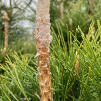 松の芽？ ふわふわな感じです。