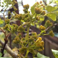 山椒の花が沢山🤩 ご飯と食べたくて剪定...