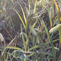 バイモ 強風にめげず、開花を始めました。