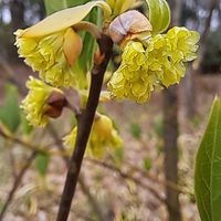 クロモジのお花です