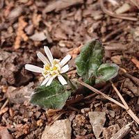 小さな春を探しに～⛰️ とても小さくてと...