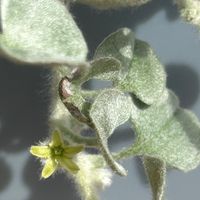 ディコンドラの花、初めて見ました♪ 気...