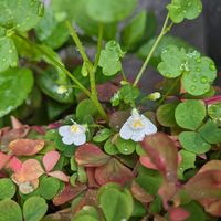 ツタバウンランの白い色の花、見つけま...