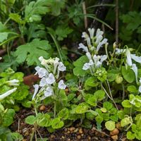 タツナミソウの白い花が咲きました