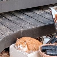 園芸用土の袋が破れたからこぼれないよ...