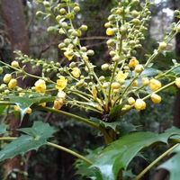 ヒイラギナンテン 開花の時期なんですね☆