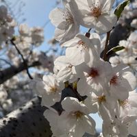 奈良県橿原市 藤原宮跡のソメイヨシノ🌸...