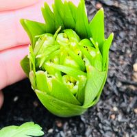 フリチラリア 先日、萌芽🌱した子が本当...