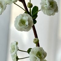 シジミバナ 部屋に生けたお花の1つです...