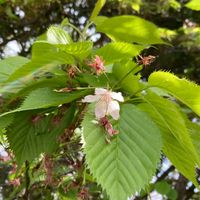 河津桜（カワヅザクラ） 2024.3.2撮影  ...