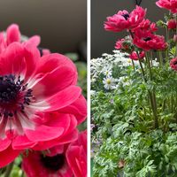 アネモネ  花色濃くなり小さなお花もた...