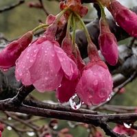 春雨が小やみの時に⑩。 寒緋桜。 まある...