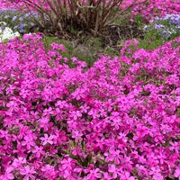 芝桜。 満開です❣️🤗