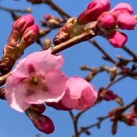 寒緋桜。 啓翁桜より少し遅れて咲き始め...