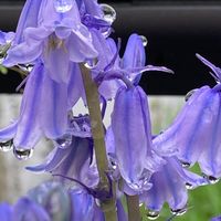 シラー・カンパニュラータ②。 雨の露が...