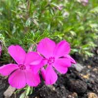 シバザクラが開花しました。 生え出した...