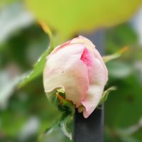 バラが急成長の時期ですね❣ 雨も続き少...