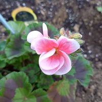 ゼラニウムの花も咲いてきました。なか...