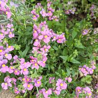 地植えピンク色のネメシア🌸  晴れると濃...