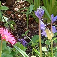 この花のなかにモンシロチョウが‼️