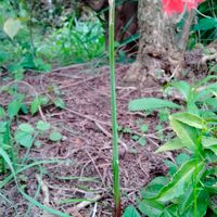 1本だけオレンジの花が。しかも見たこと...