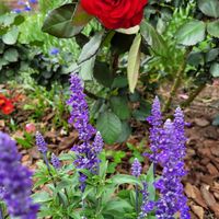 Rose Europeana and Salvia Sallyfun De...