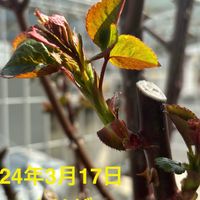 うちのバラさんたちの中で一番花数が多...