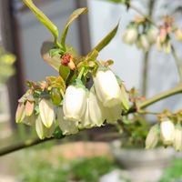 鉢植えのブルーベリーの花が咲き始めま...
