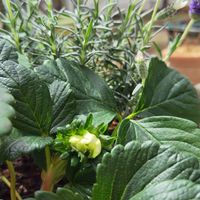 四季なりいちご🍓白い花の蕾が少し開き始...