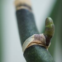 昨年の花茎から目が出てきた。花芽？高...