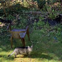 おや、今朝はインドア派のこぶんも裏庭...