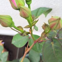 薔薇たそがれの蕾が膨らみ始めました。...