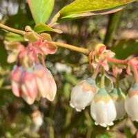 ブルーベリーの花🫐ヒヨドリが狙っている...